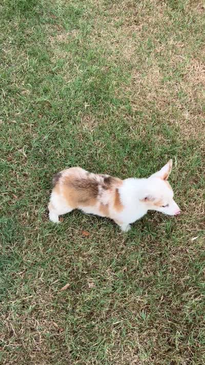 Crissy, a female Cardigan Welsh Corgi and Pembroke Welsh Corgi for sale in Cookville, TX – 5 of 8