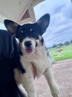 Bessie, a female Cardigan Welsh Corgi and Pembroke Welsh Corgi for sale in Cookville, TX – 10 of 10