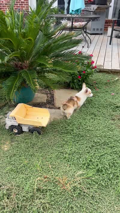 Crissy, a female Cardigan Welsh Corgi and Pembroke Welsh Corgi for sale in Cookville, TX – 7 of 8