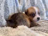 Alex, a male Pembroke Welsh Corgi for sale in Cookville, TX – 6 of 8