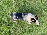Bryson, a male Cardigan Welsh Corgi and Pembroke Welsh Corgi for sale in Cookville, TX – 6 of 6
