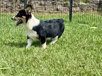 RJ, a male Cardigan Welsh Corgi and Pembroke Welsh Corgi for sale in Cookville, TX – 5 of 10