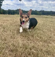 Izzy, a female Pembroke Welsh Corgi for sale in Cookville, TX – 2 of 7