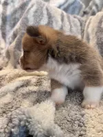 George, a male Pembroke Welsh Corgi for sale in Cookville, TX – 8 of 9