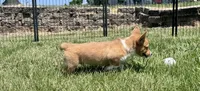 Owen, a male Pembroke Welsh Corgi for sale in Cookville, TX – 9 of 10