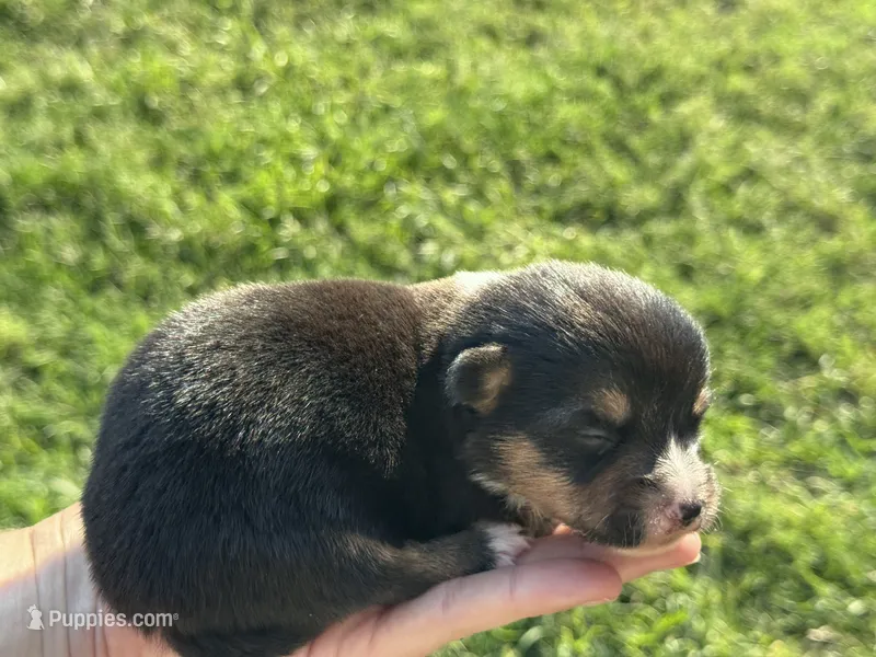 Richard – Pembroke Welsh Corgi puppy for sale in Cookville, TX