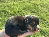 Richard, a male Pembroke Welsh Corgi for sale in Cookville, TX – 1 of 3