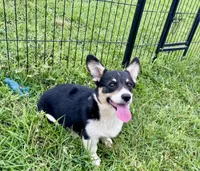 Bessie, a female Cardigan Welsh Corgi and Pembroke Welsh Corgi for sale in Cookville, TX – 4 of 10