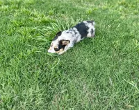 Bryson, a male Cardigan Welsh Corgi and Pembroke Welsh Corgi for sale in Cookville, TX – 9 of 9