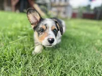 Bryson, a male Cardigan Welsh Corgi and Pembroke Welsh Corgi for sale in Cookville, TX – 8 of 9