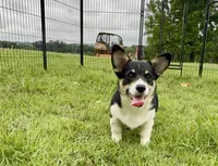 Bessie, a female Cardigan Welsh Corgi and Pembroke Welsh Corgi for sale in Cookville, TX – 7 of 10