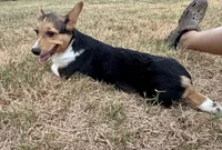Izzy, a female Pembroke Welsh Corgi for sale in Cookville, TX – 1 of 7