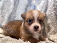 Alex, a male Pembroke Welsh Corgi for sale in Cookville, TX – 8 of 8