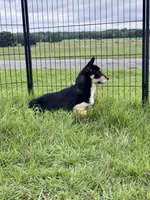 Bonnie, a female Cardigan Welsh Corgi and Pembroke Welsh Corgi for sale in Cookville, TX – 3 of 8