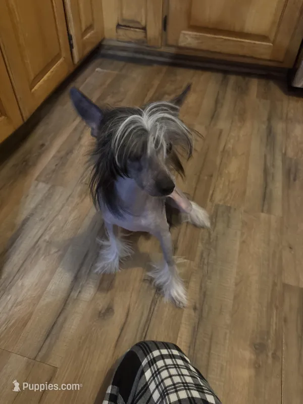 Dr.Phil – Chinese Crested puppy for sale in Saint Francis, MN