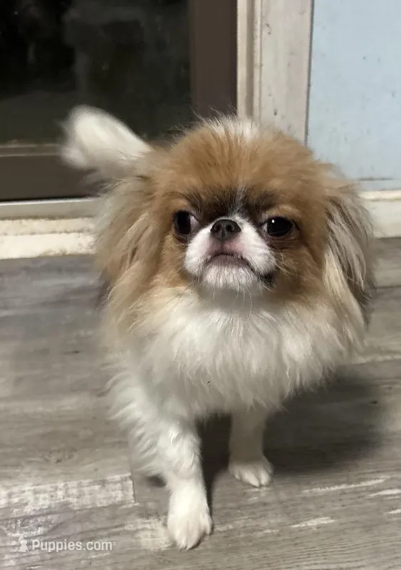 Cricket – Japanese Chin puppy for sale in Saint Francis, MN