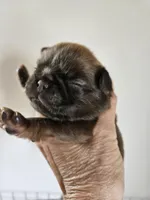 Dinkin chocolate and tan , a male Brussels Griffon for sale in Lewiston, ID – 3 of 3