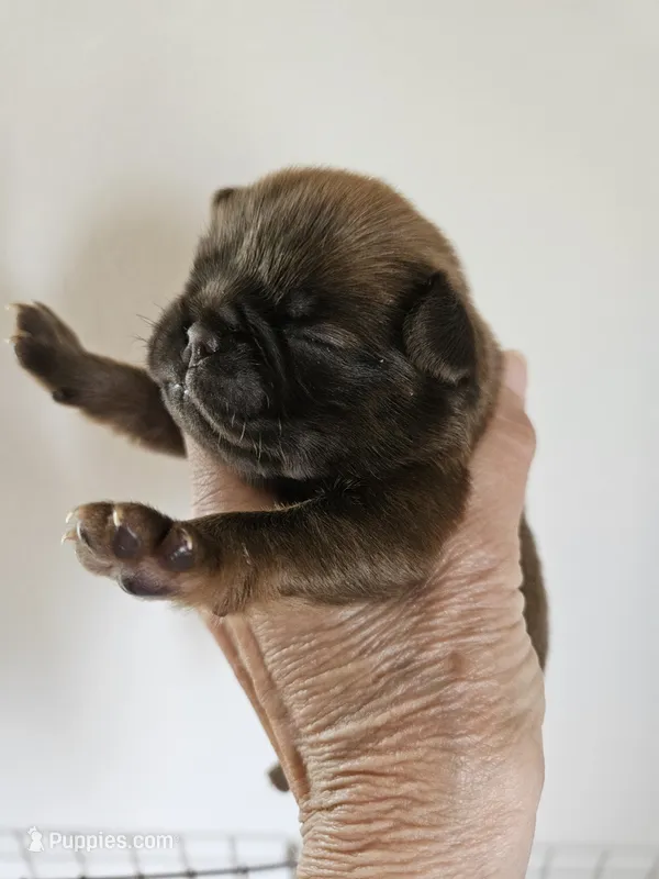 Dinkin chocolate and tan  – Brussels Griffon puppy for sale in Lewiston, ID