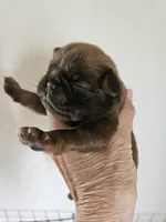 Dinkin chocolate and tan , a male Brussels Griffon for sale in Lewiston, ID – 1 of 3