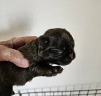 Waddle chocolate boy, a male Brussels Griffon for sale in Lewiston, ID – 2 of 5