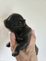 Waddle chocolate boy, a male Brussels Griffon for sale in Lewiston, ID – 3 of 5