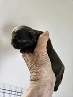 Waddle chocolate boy, a male Brussels Griffon for sale in Lewiston, ID – 4 of 5