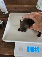 Waddle chocolate boy, a male Brussels Griffon for sale in Lewiston, ID – 5 of 5