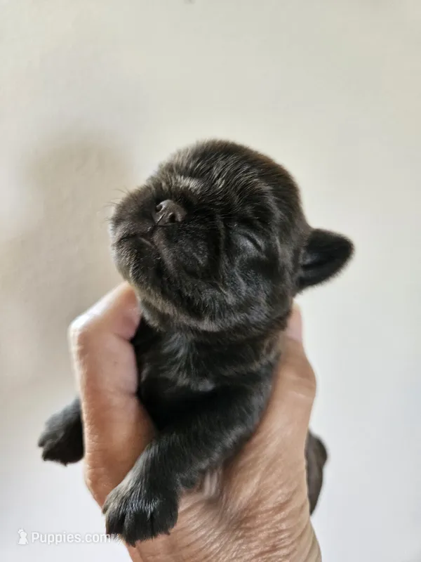 Waddle chocolate boy – Brussels Griffon puppy for sale in Lewiston, ID