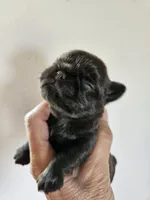 Waddle chocolate boy, a male Brussels Griffon for sale in Lewiston, ID – 1 of 5