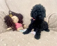 Pink, a female Poodle - Miniature  for sale in Rio Linda, CA – 2 of 3