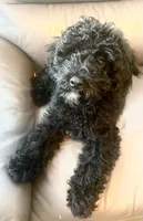 Orange, a male Poodle - Miniature  for sale in Rio Linda, CA – 2 of 5