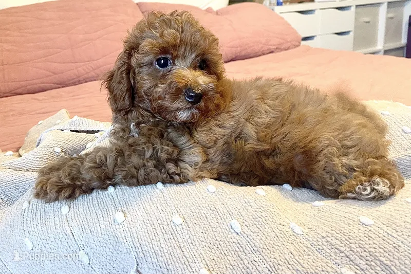 Red Ribbon  – Poodle - Toy  puppy for sale in Rio Linda, CA