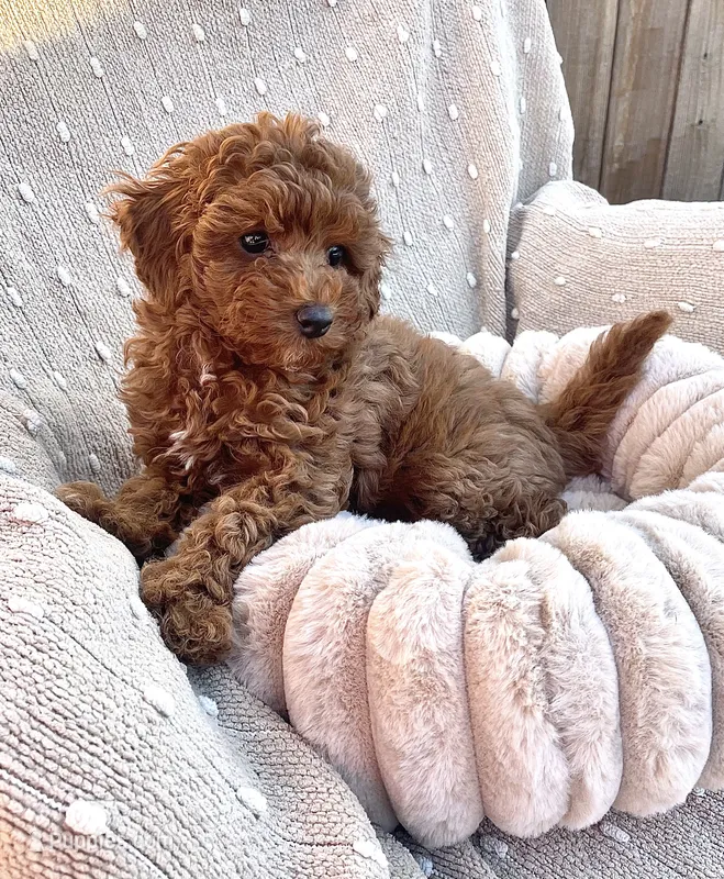 Red Ribbon  – Poodle - Toy  puppy for sale in Rio Linda, CA