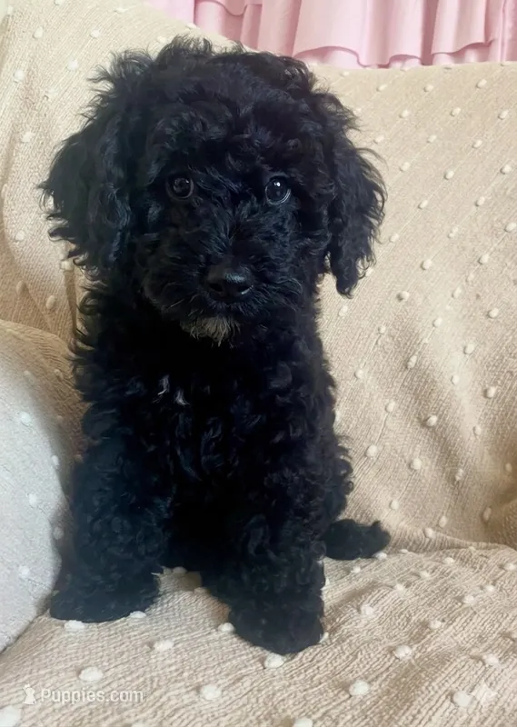 Orange – Poodle - Miniature  puppy for sale in Rio Linda, CA