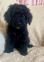 Orange, a male Poodle - Miniature  for sale in Rio Linda, CA – 1 of 5