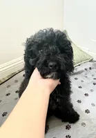 Orange, a male Poodle - Miniature  for sale in Rio Linda, CA – 5 of 5