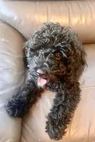 Orange, a male Poodle - Miniature  for sale in Rio Linda, CA – 1 of 5