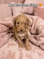 Cream Ribbon , a female Poodle - Toy  for sale in Rio Linda, CA – 1 of 1