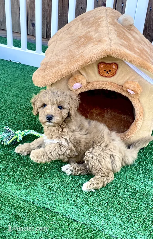 Cream Ribbon  – Poodle - Toy  puppy for sale in Rio Linda, CA