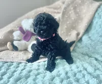 Pink, a female Poodle - Miniature  for sale in Rio Linda, CA – 1 of 3