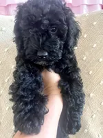Orange, a male Poodle - Miniature  for sale in Rio Linda, CA – 5 of 5