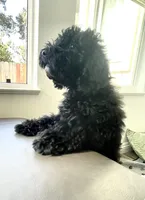 Orange, a male Poodle - Miniature  for sale in Rio Linda, CA – 4 of 5