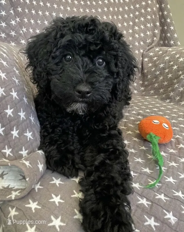 Orange – Poodle - Miniature  puppy for sale in Rio Linda, CA