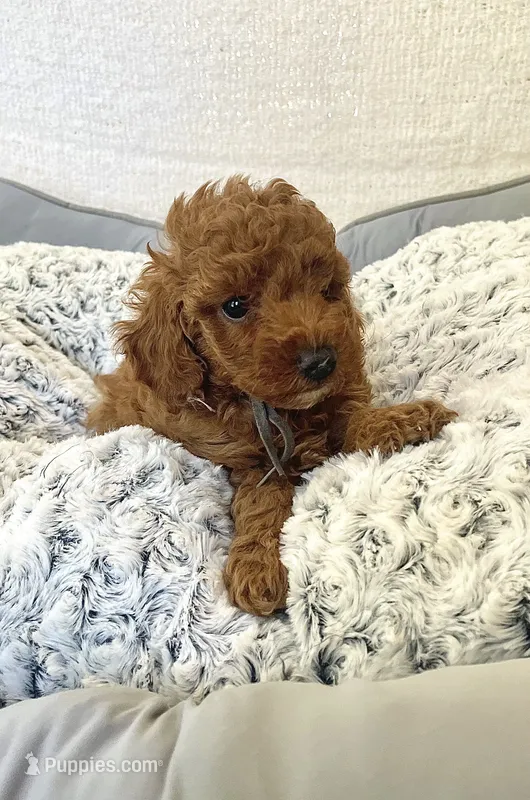 Gray Ribbon – Poodle - Toy  puppy for sale in Rio Linda, CA