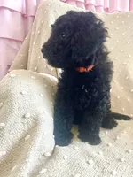 Orange, a male Poodle - Miniature  for sale in Rio Linda, CA – 2 of 5