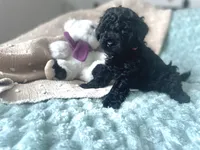 Pink, a female Poodle - Miniature  for sale in Rio Linda, CA – 3 of 3