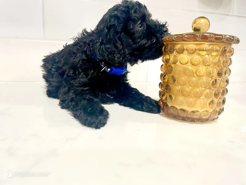 Blue Female – Poodle - Miniature  puppy for sale in Rio Linda, CA