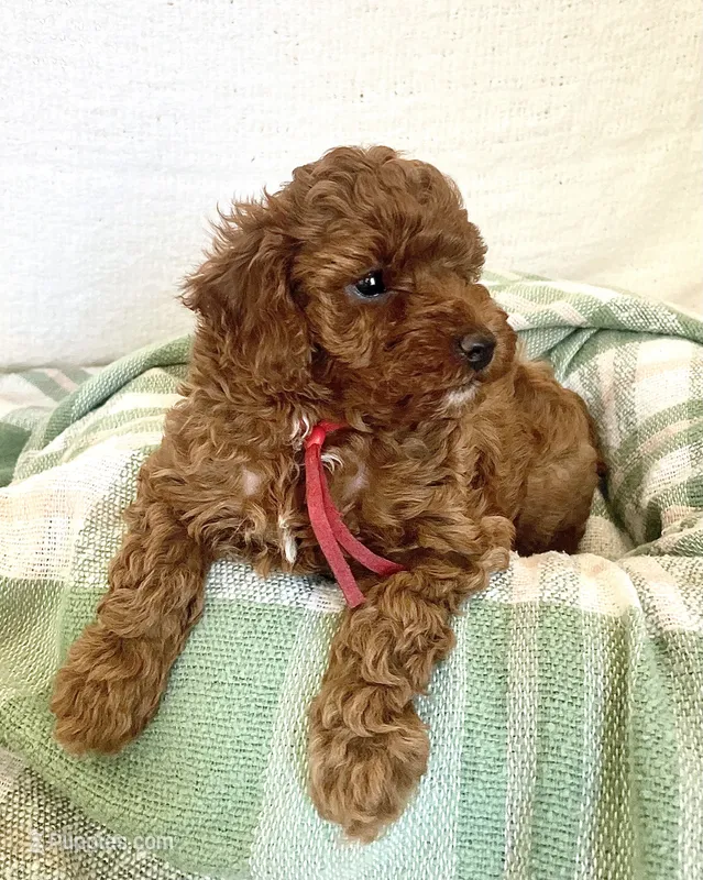 Red Ribbon  – Poodle - Toy  puppy for sale in Rio Linda, CA