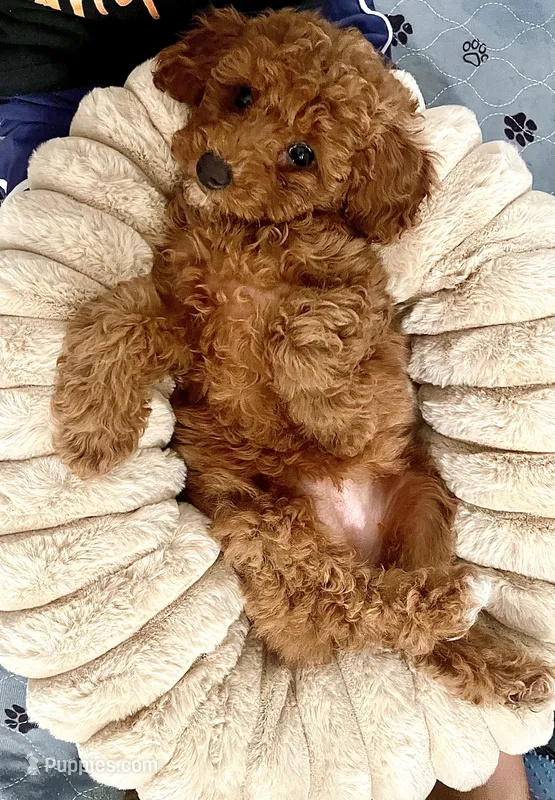 Gray Ribbon – Poodle - Toy  puppy for sale in Rio Linda, CA