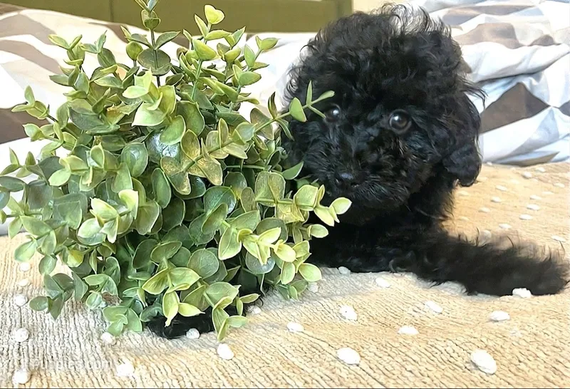 Blue Female – Poodle - Miniature  puppy for sale in Rio Linda, CA